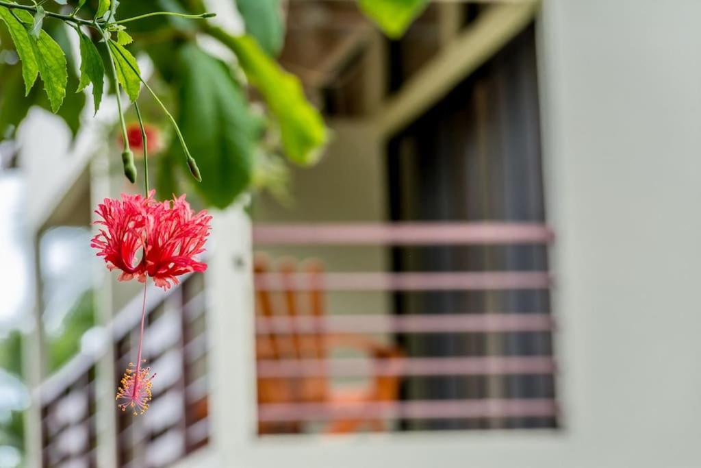 Hotel Torres Del Mar Puerto Viejo de Talamanca エクステリア 写真
